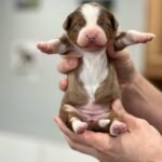 Standard Labradoodle Puppies for Sale