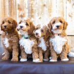 Goldendoodle Puppies For Sale
