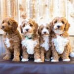 Goldendoodle Puppies For Sale