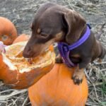 Dachshund Puppies For Sale