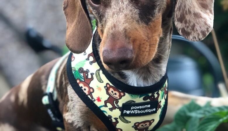 Dachshund Puppies For Sale in Pennsylvania: Our Guide to Best Breeders