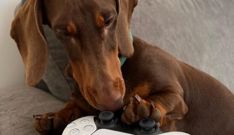 Dachshund Puppies For Sale in Rhode Island: The Best Spots For You