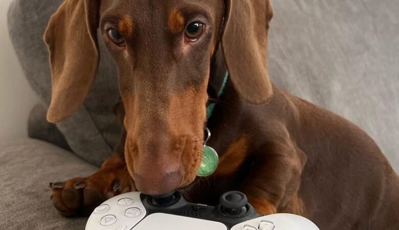 Dachshund Puppies For Sale in South Carolina: Our Top 7 Locations