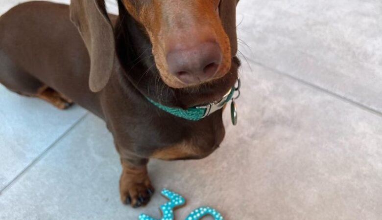 Dachshund Puppies For Sale in North Carolina: A Guide to Reputable Breeders