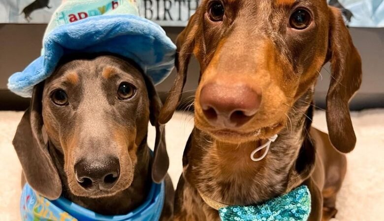 Dachshund Puppies For Sale in Ohio: The Best Dachshund Spots