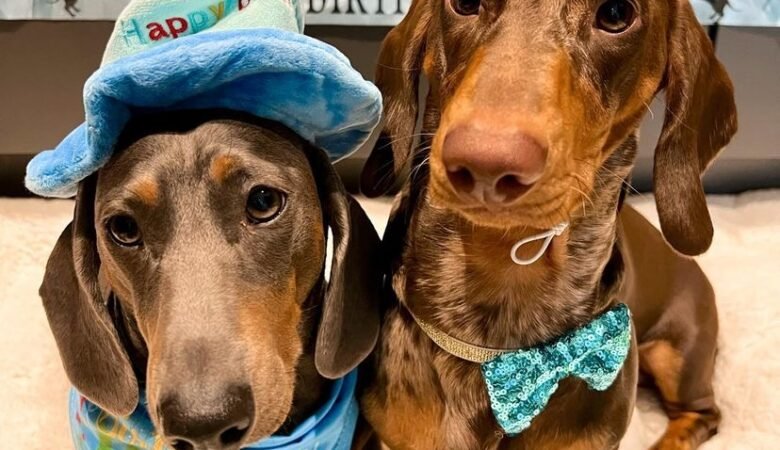 Dachshund Puppies For Sale in Oklahoma: Top 5 Locations