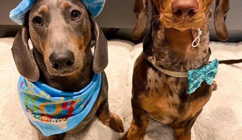 Dachshund Puppies For Sale in Oregon: Find Breeders in Your Area