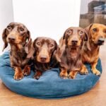 Dachshund Puppies For Sale