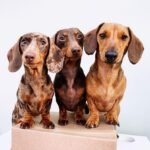 Dachshund Puppies For Sale