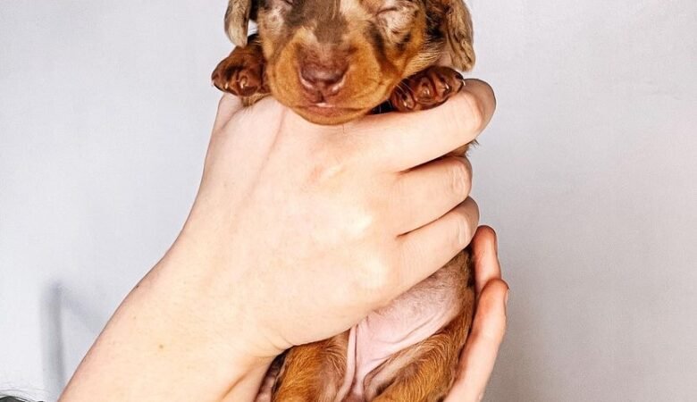 Dachshund Puppies For Sale in Massachusetts: See Our List of Breeders