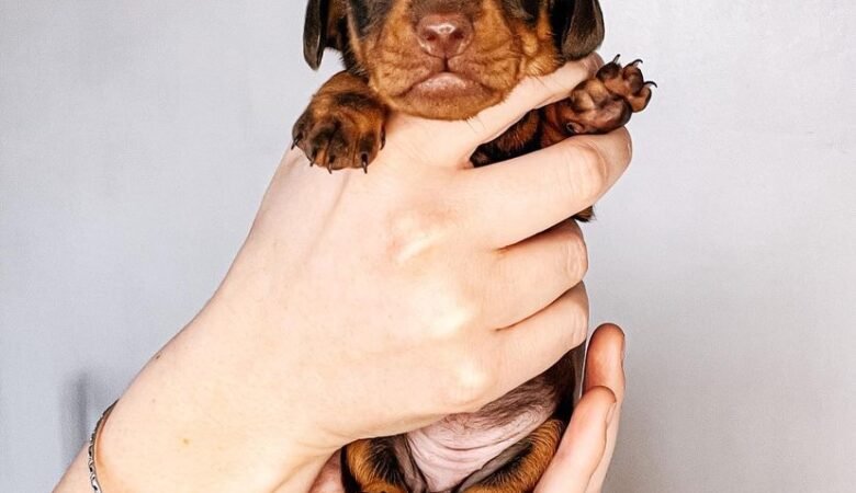 Dachshund Puppies For Sale in Michigan: Best Places to Find a Puppy