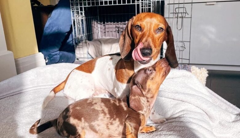 Dachshund Puppies For Sale in Mississippi: Find Your Puppy Today