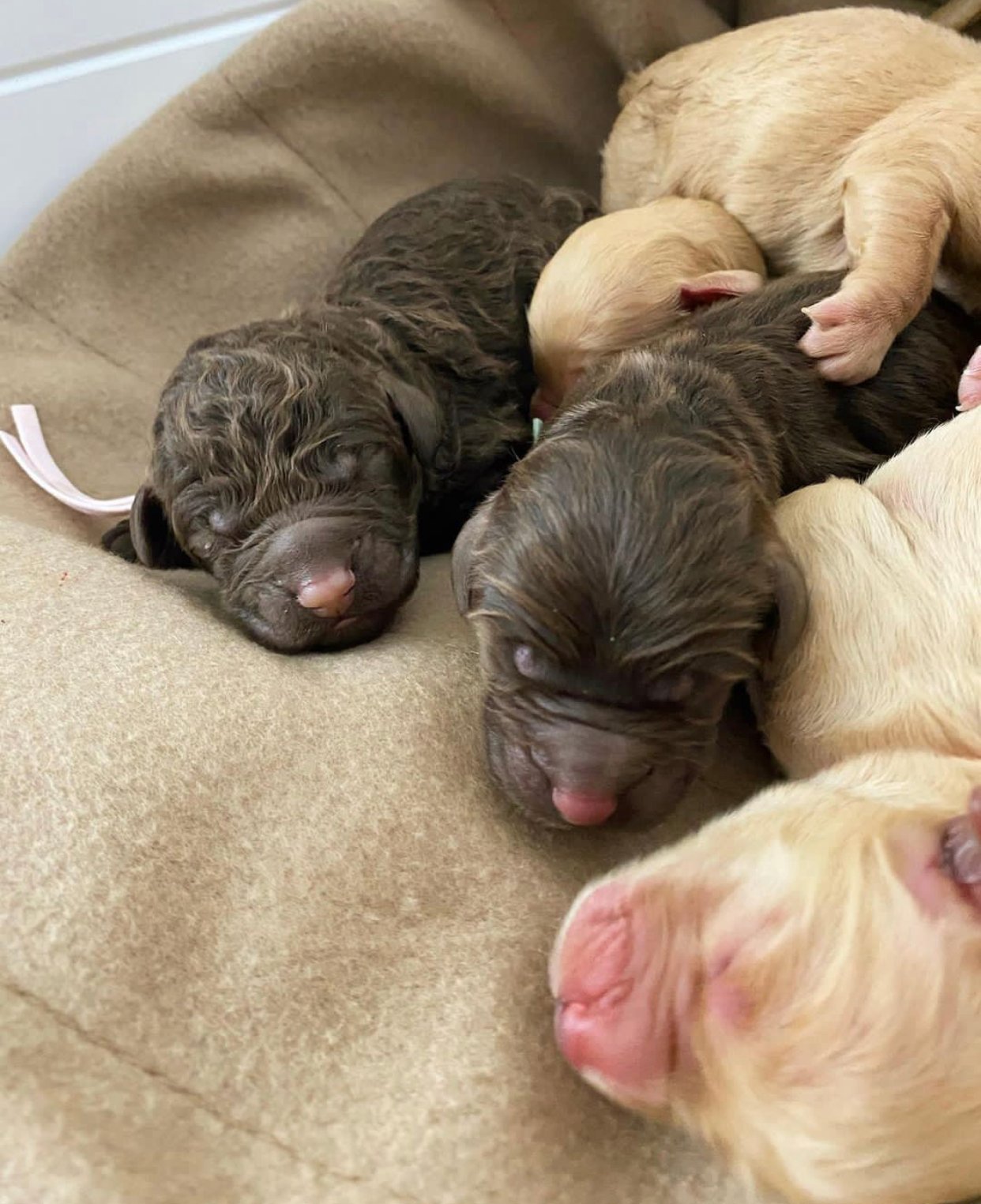 Are Goldendoodle puppies good family pets