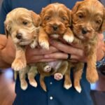 Goldendoodle Puppies For Sale
