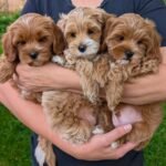 Goldendoodle Puppies For Sale