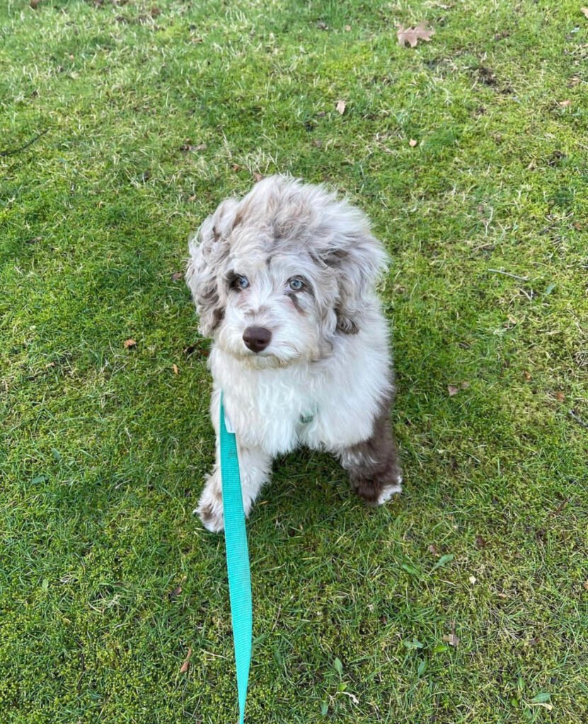 Do Goldendoodles shed