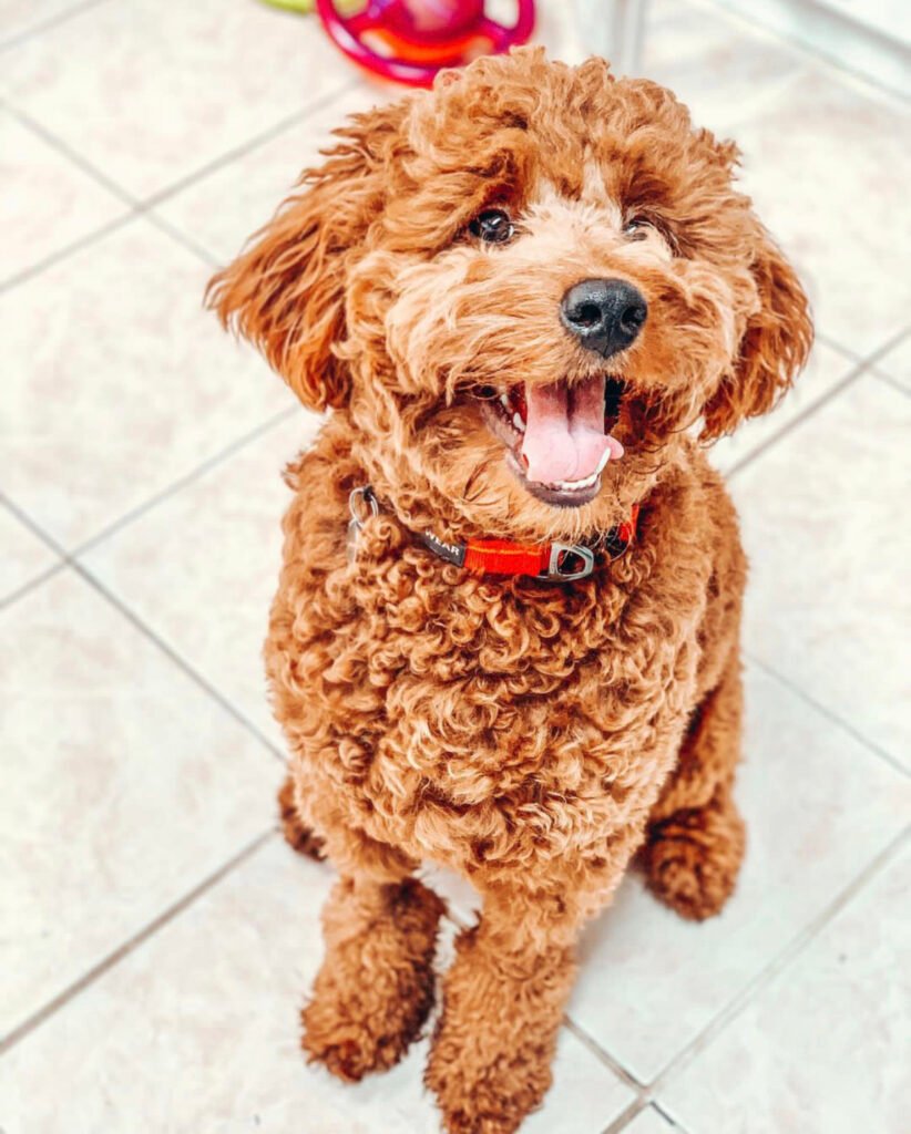 Do Goldendoodles shed