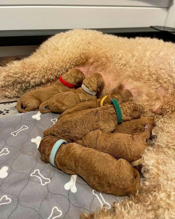 What should I prepare before bringing a Goldendoodle puppy home