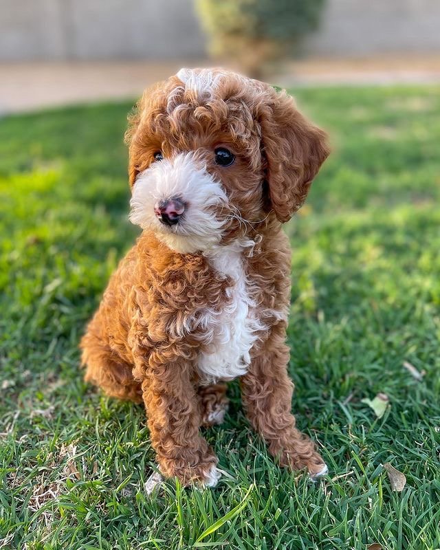 Can Goldendoodle puppies be shipped or delivered