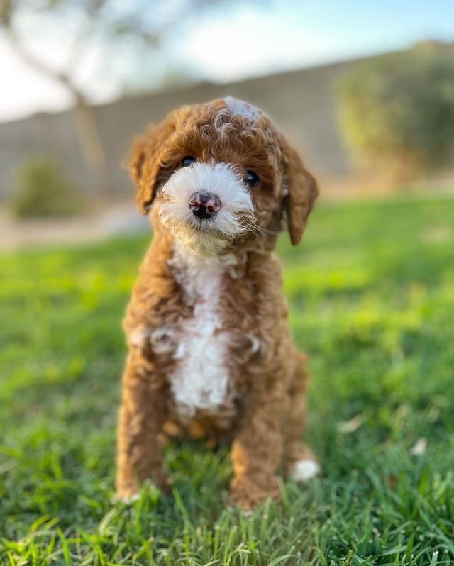 Goldendoodle breed all information you should know