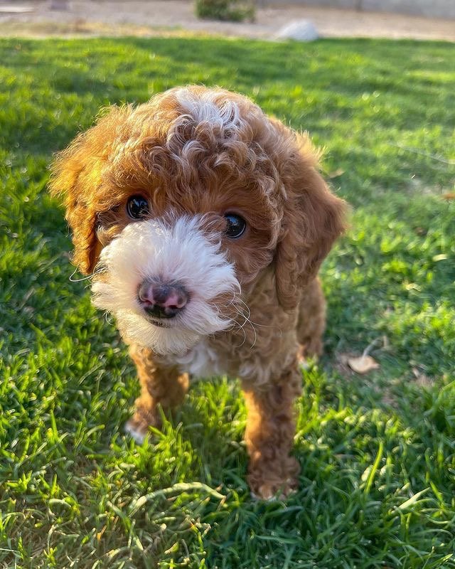 How do I safely purchase a Goldendoodle puppy online