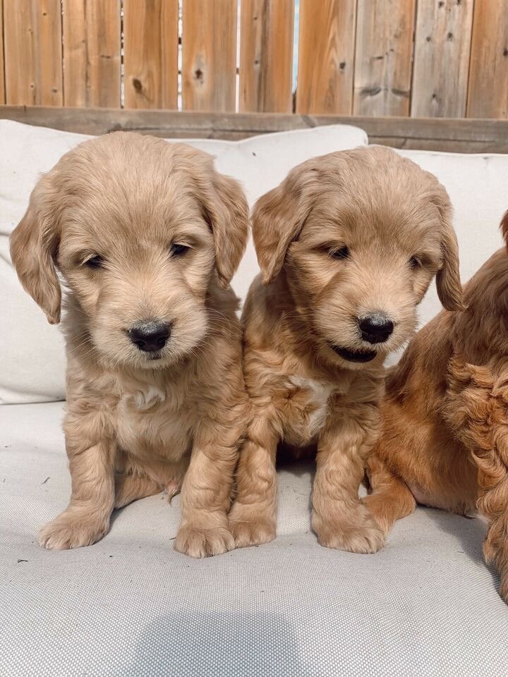 How can I be sure my Goldendoodle puppy is healthy