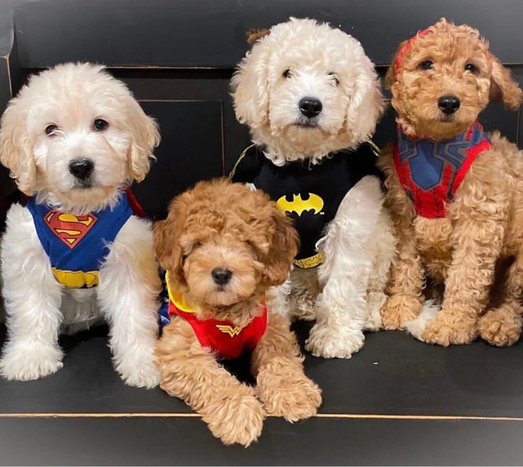 How much does a Goldendoodle puppy cost