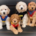 Goldendoodle Puppies For Sale