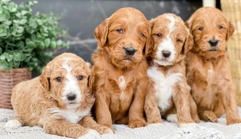 Goldendoodle Puppies for Sale in Australia: See Our Top 7 Locations 2025