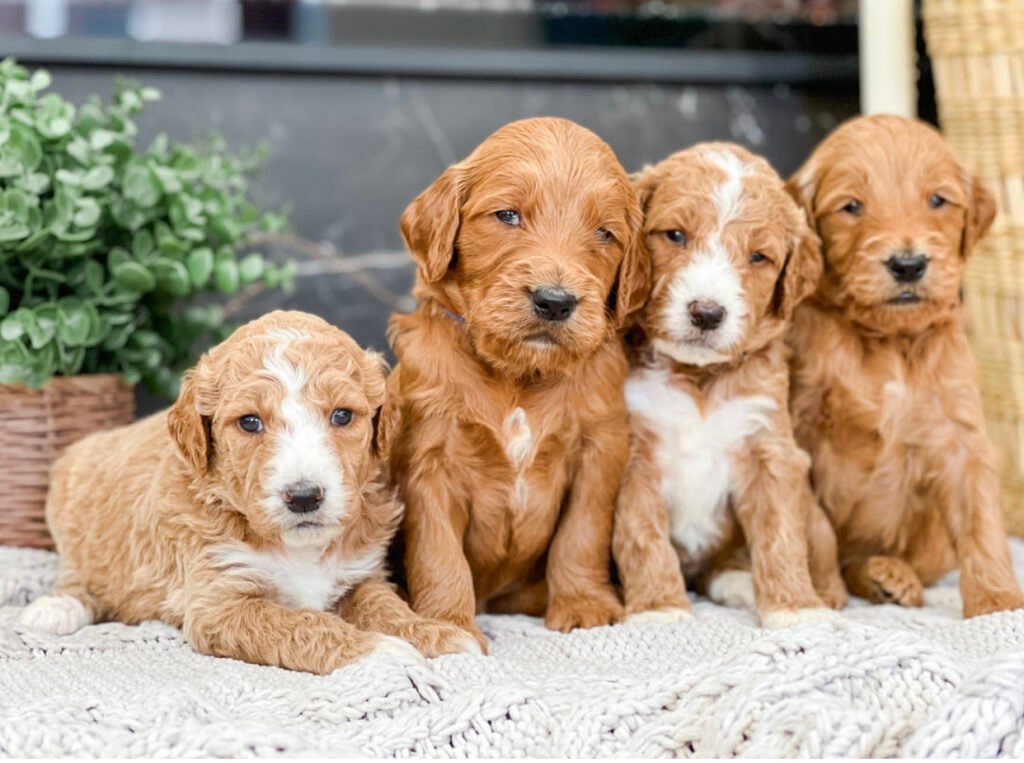 How much does a Goldendoodle puppy cost