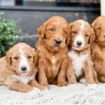 Goldendoodle Puppies For Sale