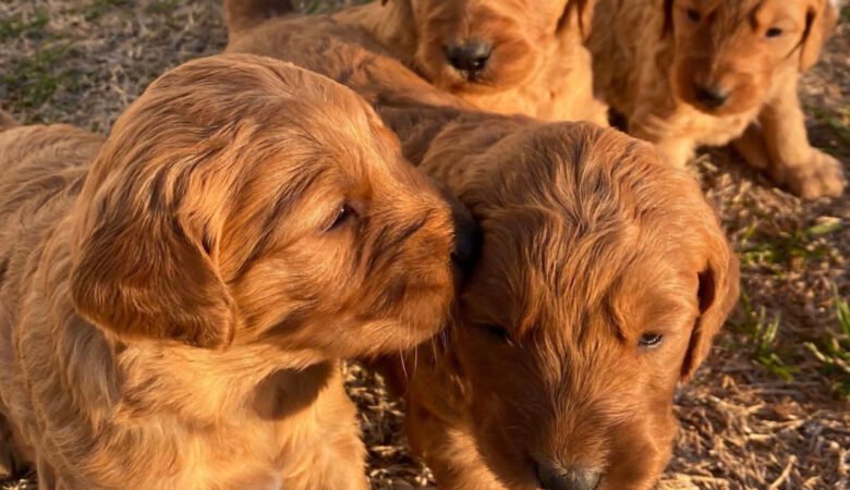 Goldendoodle Puppies for Sale in New Zealand: Find Breeders in Your Area 2025