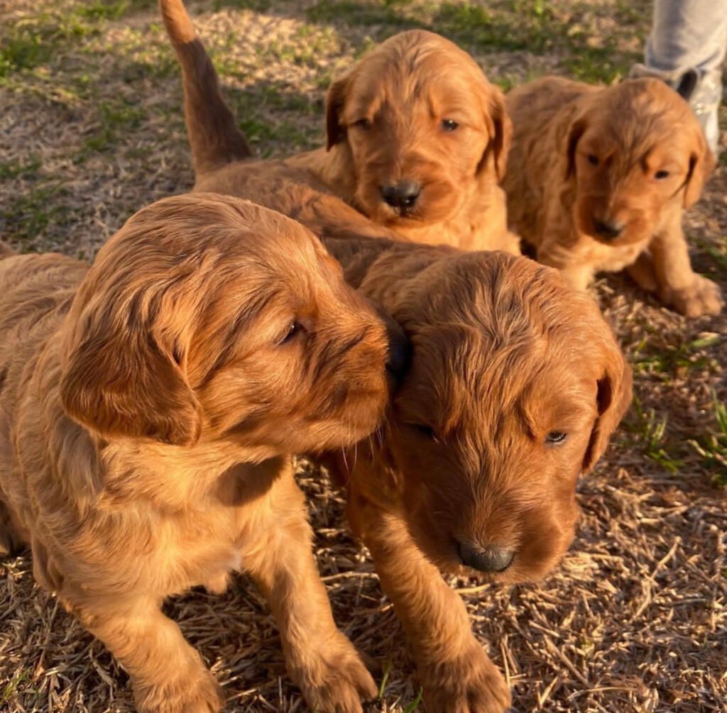 Are Goldendoodle puppies good family pets