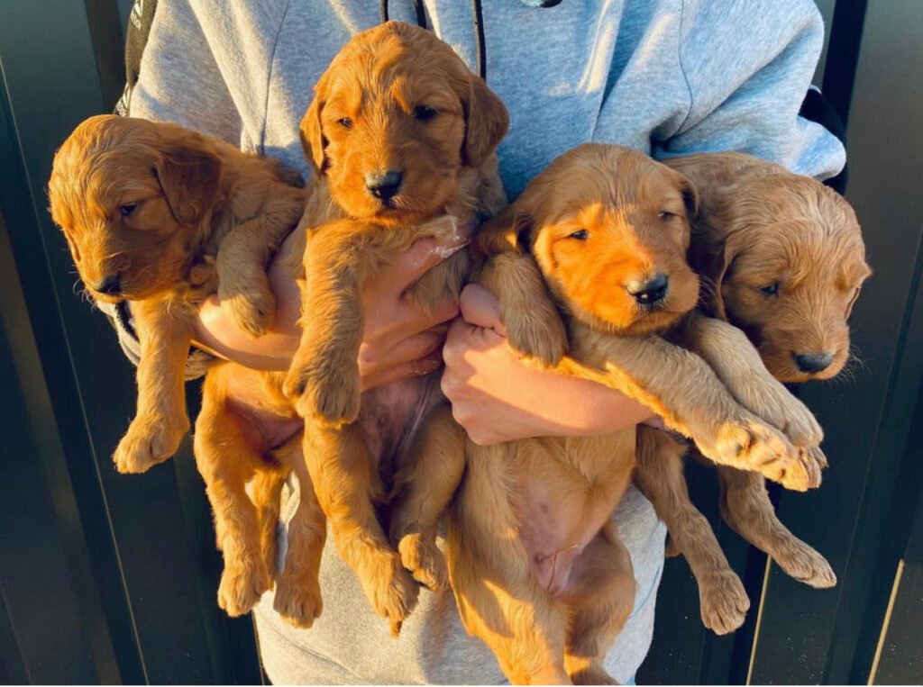 What should I prepare before bringing a Goldendoodle puppy home