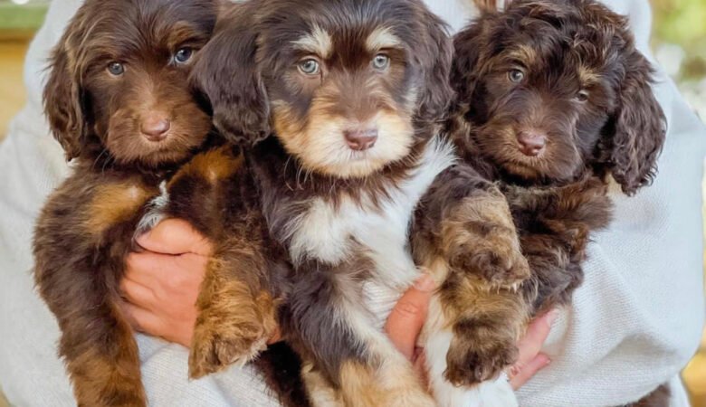 Goldendoodle Puppies for Sale in United States: Best Places to Find a Puppy 2025
