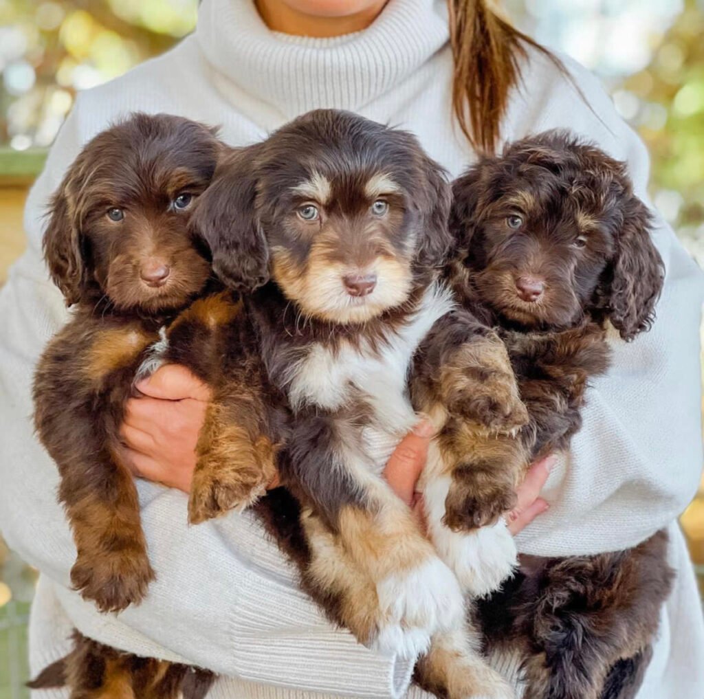 How can I be sure my Goldendoodle puppy is healthy