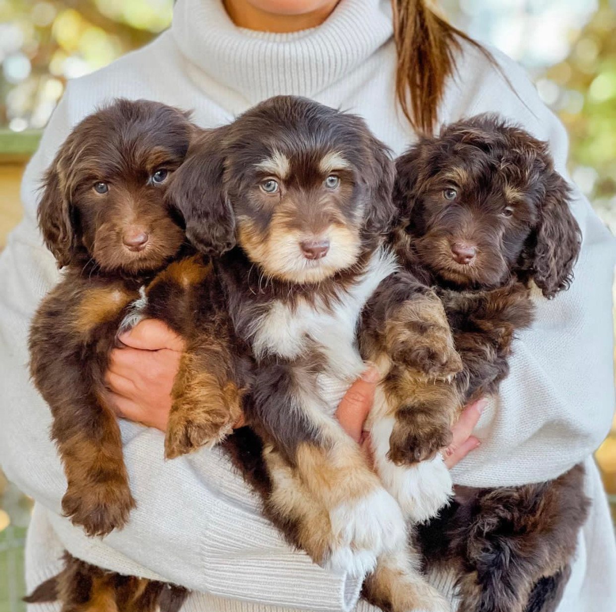 Can Goldendoodle puppies be shipped or delivered