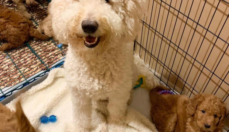 Goldendoodle Puppies for Sale in Puerto Rico: Our 2025 Guide