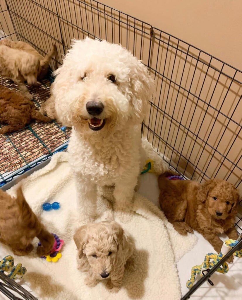 What kind of grooming do Goldendoodles need