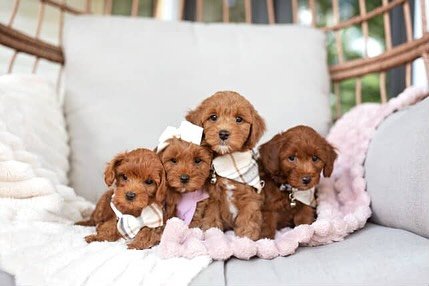 Goldendoodle Puppies